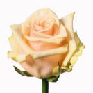 Musette rose plant